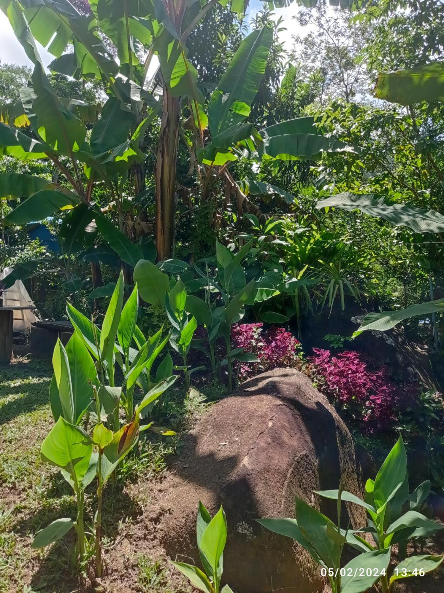 Casa Do Indio Jungle, A Vista Da Floresta Vila do Abraao